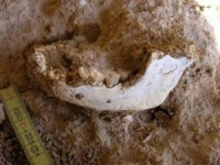 Раскопки рассказывают о стоматологии 6,5 тысяч лет назад