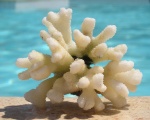 Волшебные свойства коралловой воды