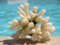 Волшебные свойства коралловой воды
