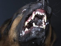 В Литве вступил в силу запрет на содержание в многоквартирных жилых домах бойцовских собак