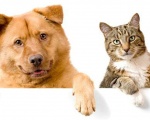 Товары для кошек и собак