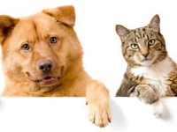 Товары для кошек и собак