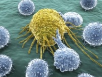 Найден неисчерпаемый источник стволовых клеток для лечения рака и других опасных болезней